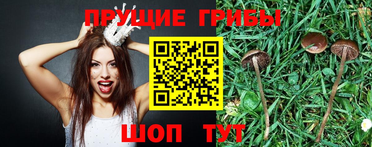 Псилоцибиновые грибы Psilocybine cubensis  Вход с VPN  Чебаркуль 